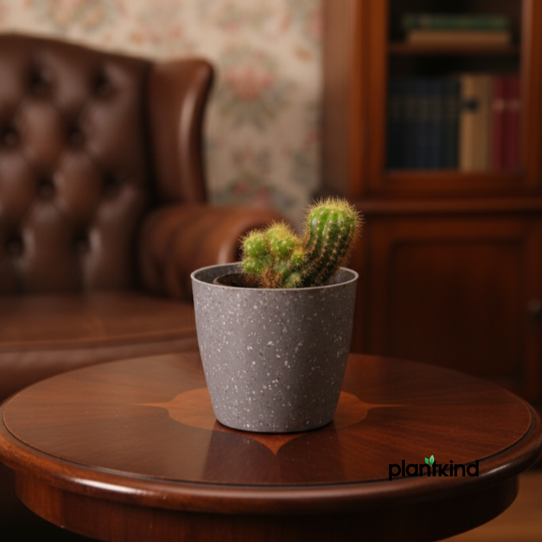 Echinopsis Calochlora | Succulent Plant | Indoor Plant | 1 Live Plant