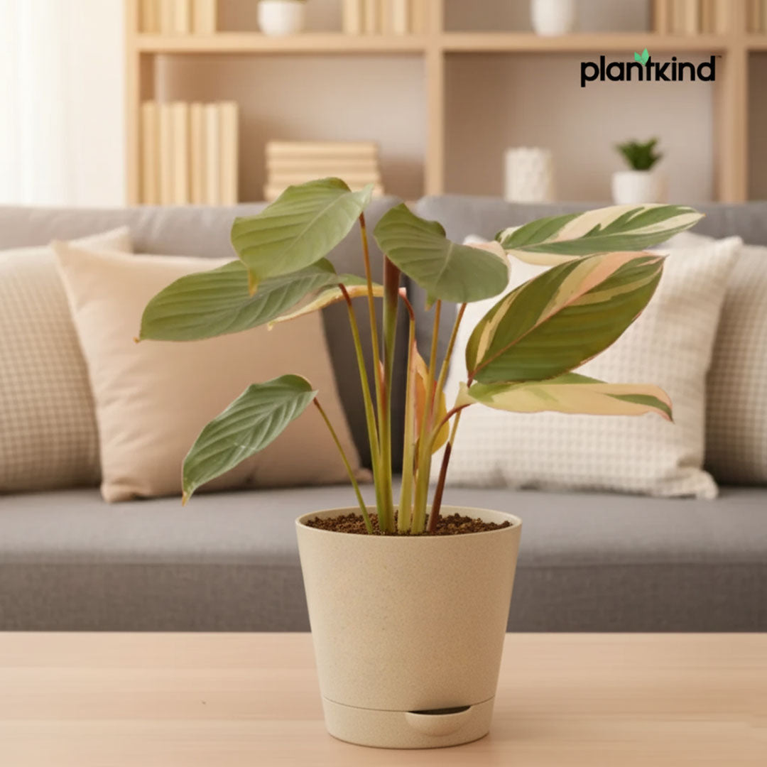 Calathea Triostar Plant | Indoor Plant | Air Purifying  Plant | 1 Live Plant | Medium