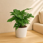 Calathea Freddie | Indoor Plant | 1 Live Plant