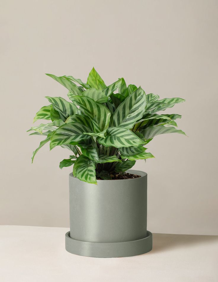 Calathea Freddie | Indoor Plant | 1 Live Plant