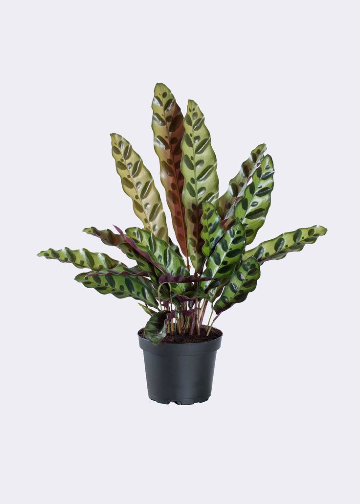 Peacock Plant | Indoor Ornamental Plant | 1 live Plant