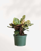 Peacock Plant | Indoor Ornamental Plant | 1 live Plant