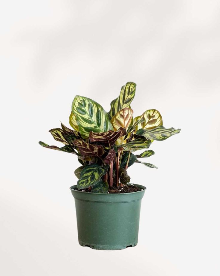 Peacock Plant | Indoor Ornamental Plant | 1 live Plant