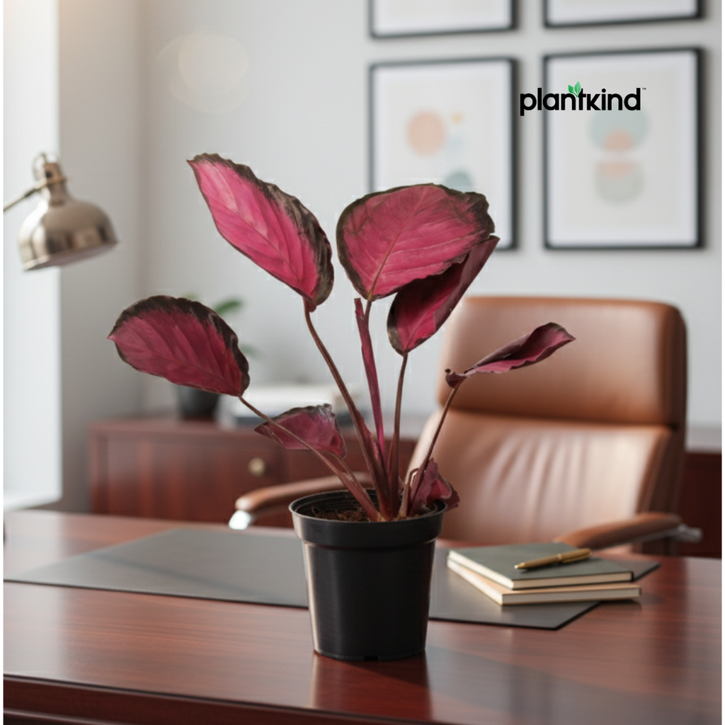 Calathea Roseopicta Rosy Plant | Air Purifying Plant | Indoor Plant | 1 Live Plant | Medium