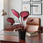 Calathea Roseopicta Rosy Plant | Air Purifying Plant | Indoor Plant | 1 Live Plant | Medium