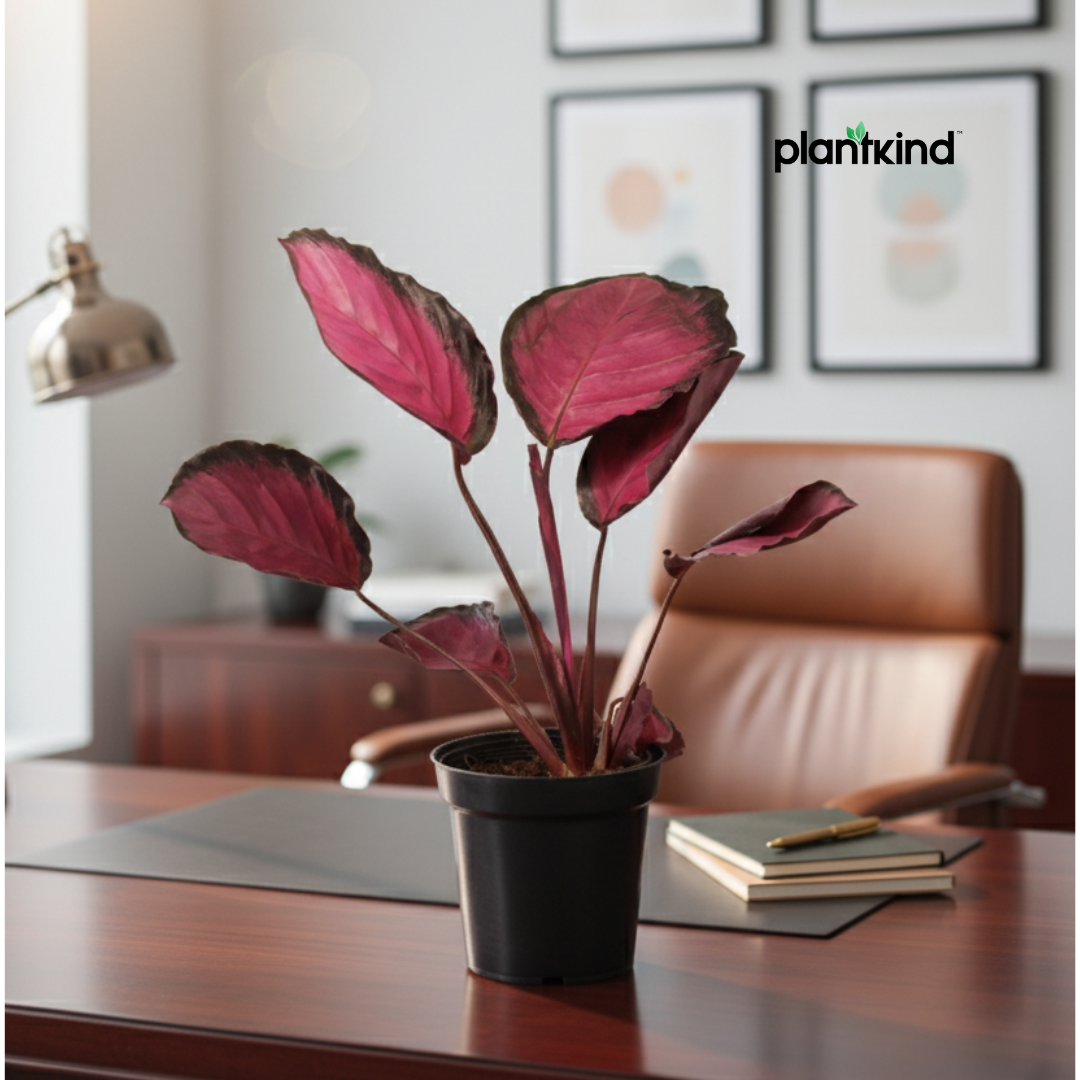 Calathea Roseopicta Rosy Plant | Air Purifying Plant | Indoor Plant | 1 Live Plant | Medium