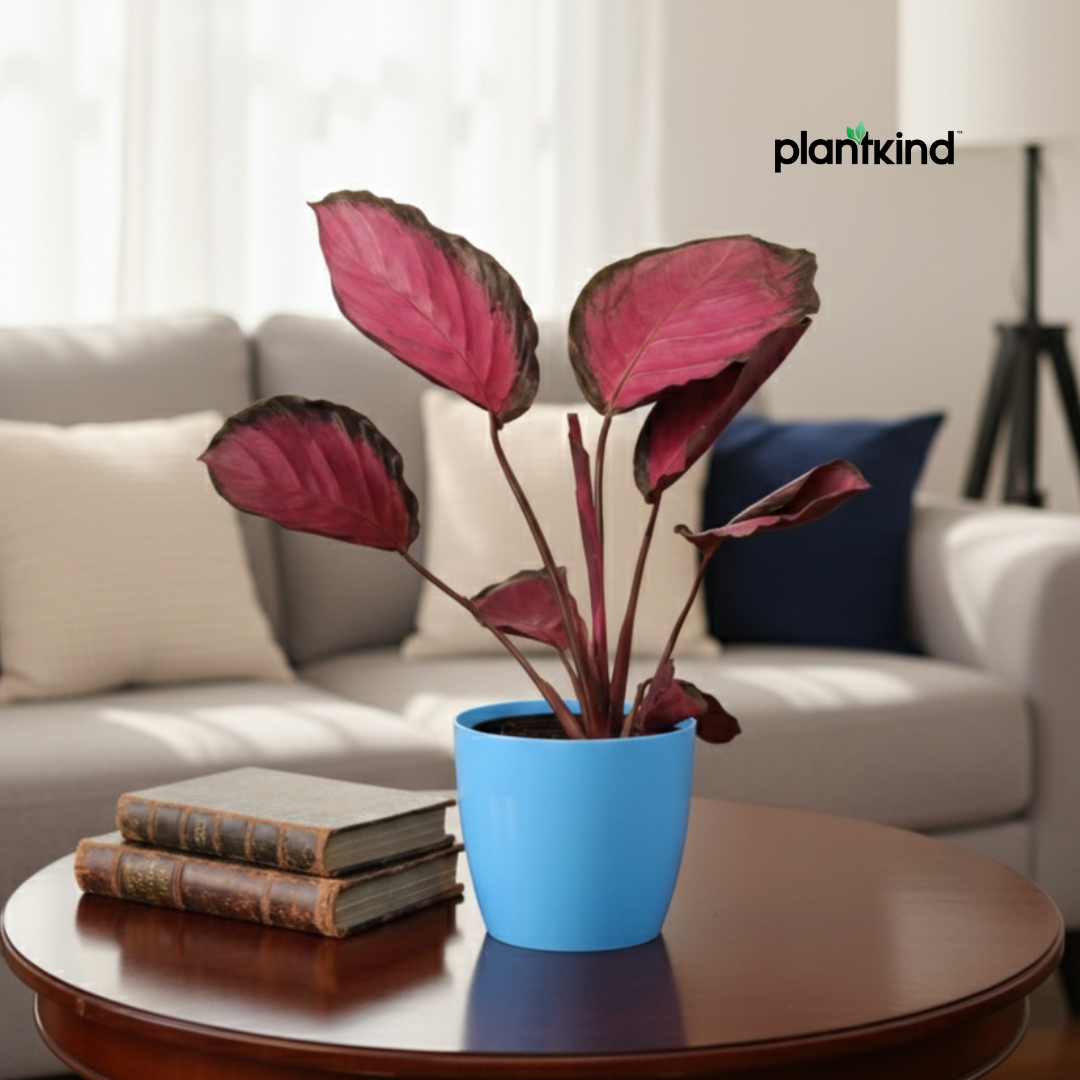 Calathea Roseopicta Rosy Plant | Air Purifying Plant | Indoor Plant | 1 Live Plant | Medium