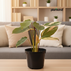 Calathea Triostar Plant | Indoor Plant | Air Purifying  Plant | 1 Live Plant | Medium