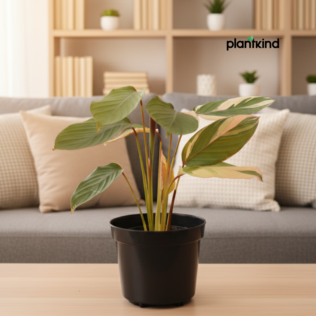 Calathea Triostar Plant | Indoor Plant | Air Purifying  Plant | 1 Live Plant | Medium