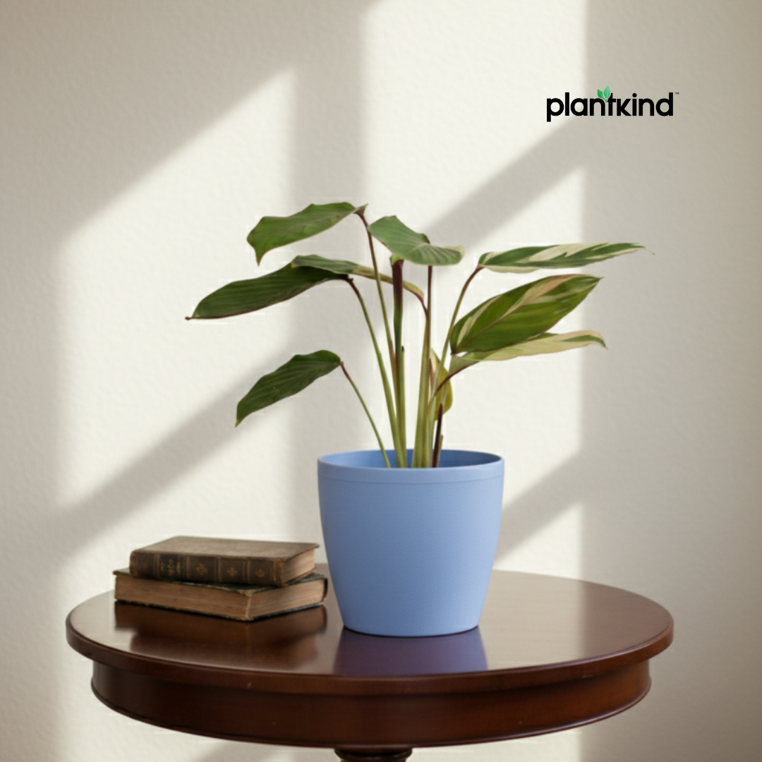 Calathea Triostar Plant | Indoor Plant | Air Purifying  Plant | 1 Live Plant | Medium