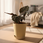 Calathea Sanderiana | Indoor Plants | Indoor Plant | 1 Live Plant