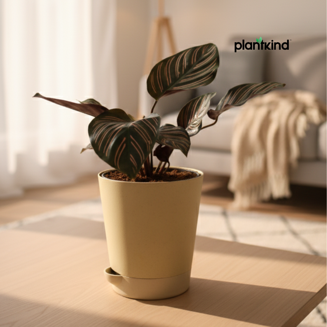 Calathea Sanderiana | Indoor Plants | Indoor Plant | 1 Live Plant