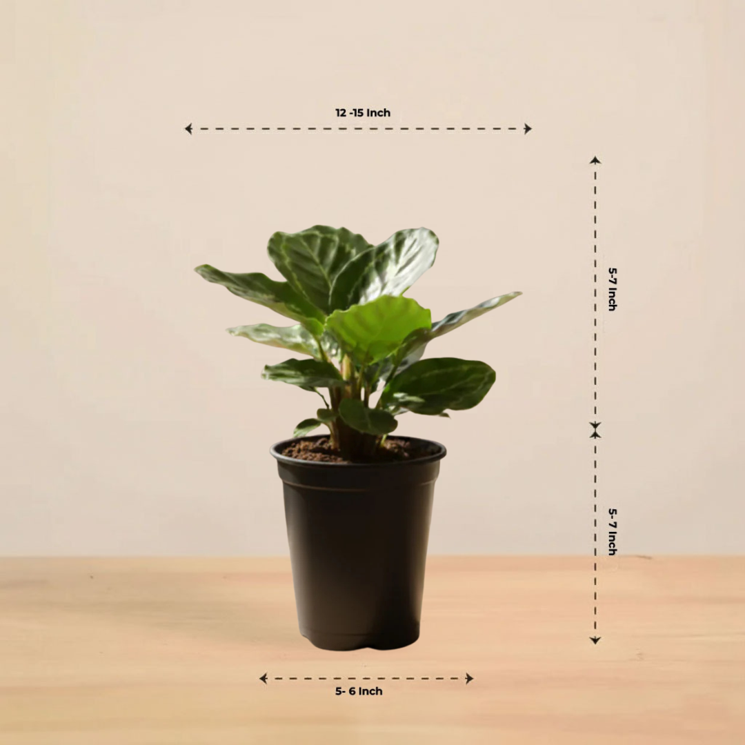 Calathea Roseopicta Green Plant |  Ornamental Plant | 1 Live Plant | Medium