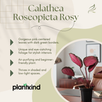 Calathea Roseopicta Rosy Plant | Air Purifying Plant | Indoor Plant | 1 Live Plant | Medium