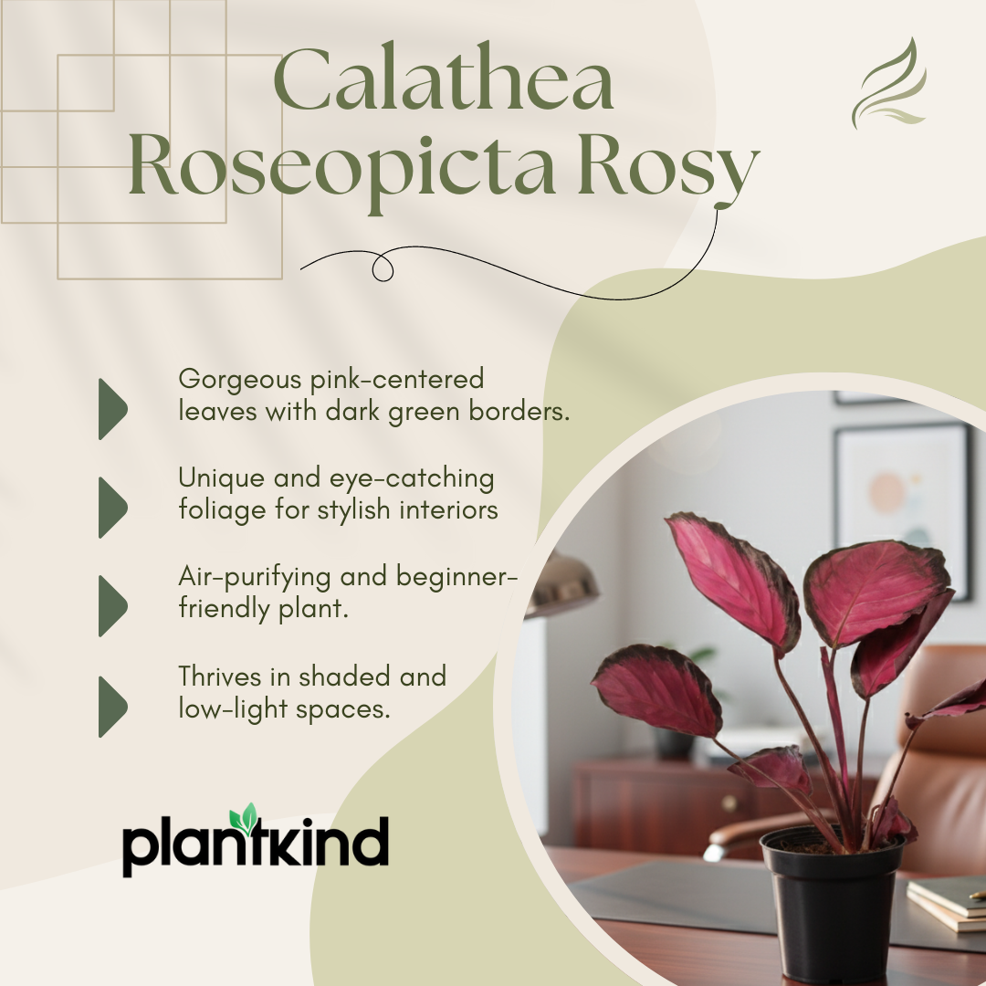 Calathea Roseopicta Rosy Plant | Air Purifying Plant | Indoor Plant | 1 Live Plant | Medium