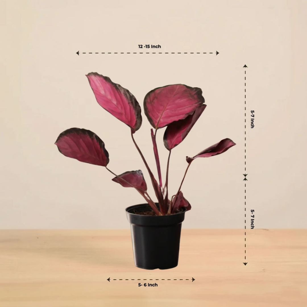 Calathea Roseopicta Rosy Plant | Air Purifying Plant | Indoor Plant | 1 Live Plant | Medium