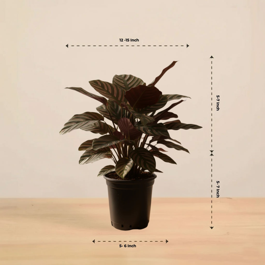 Calathea Sanderiana | Indoor Plants | Indoor Plant | 1 Live Plant