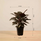 Calathea Sanderiana | Indoor Plants | Indoor Plant | 1 Live Plant