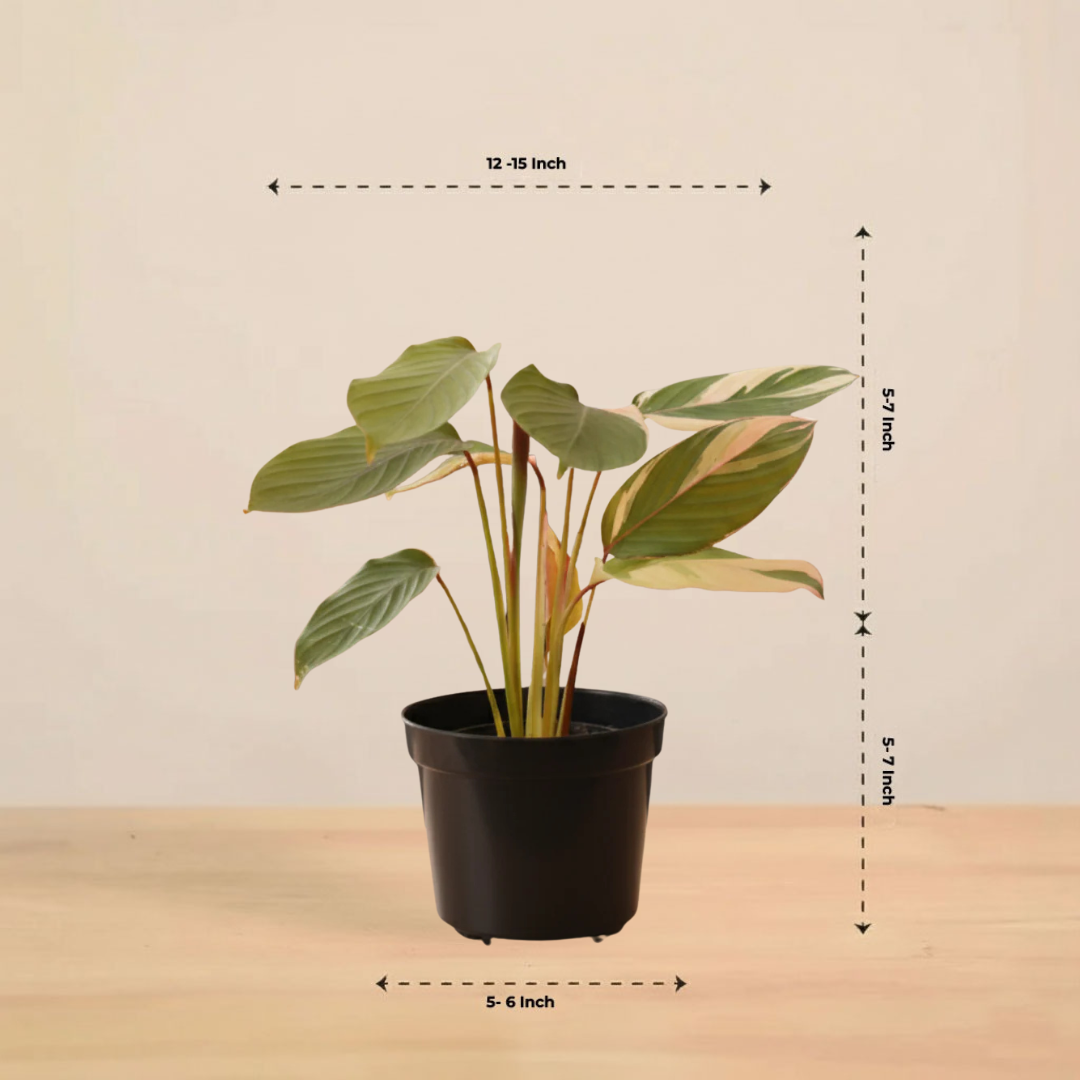 Calathea Triostar Plant | Indoor Plant | Air Purifying  Plant | 1 Live Plant | Medium