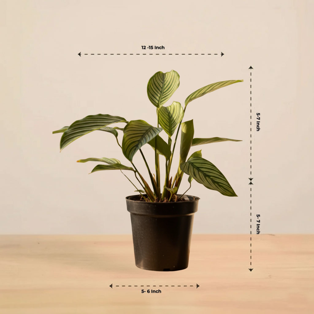 Calathea Vittata Plant | Indoor Plant | 1 Live Plant | Medium