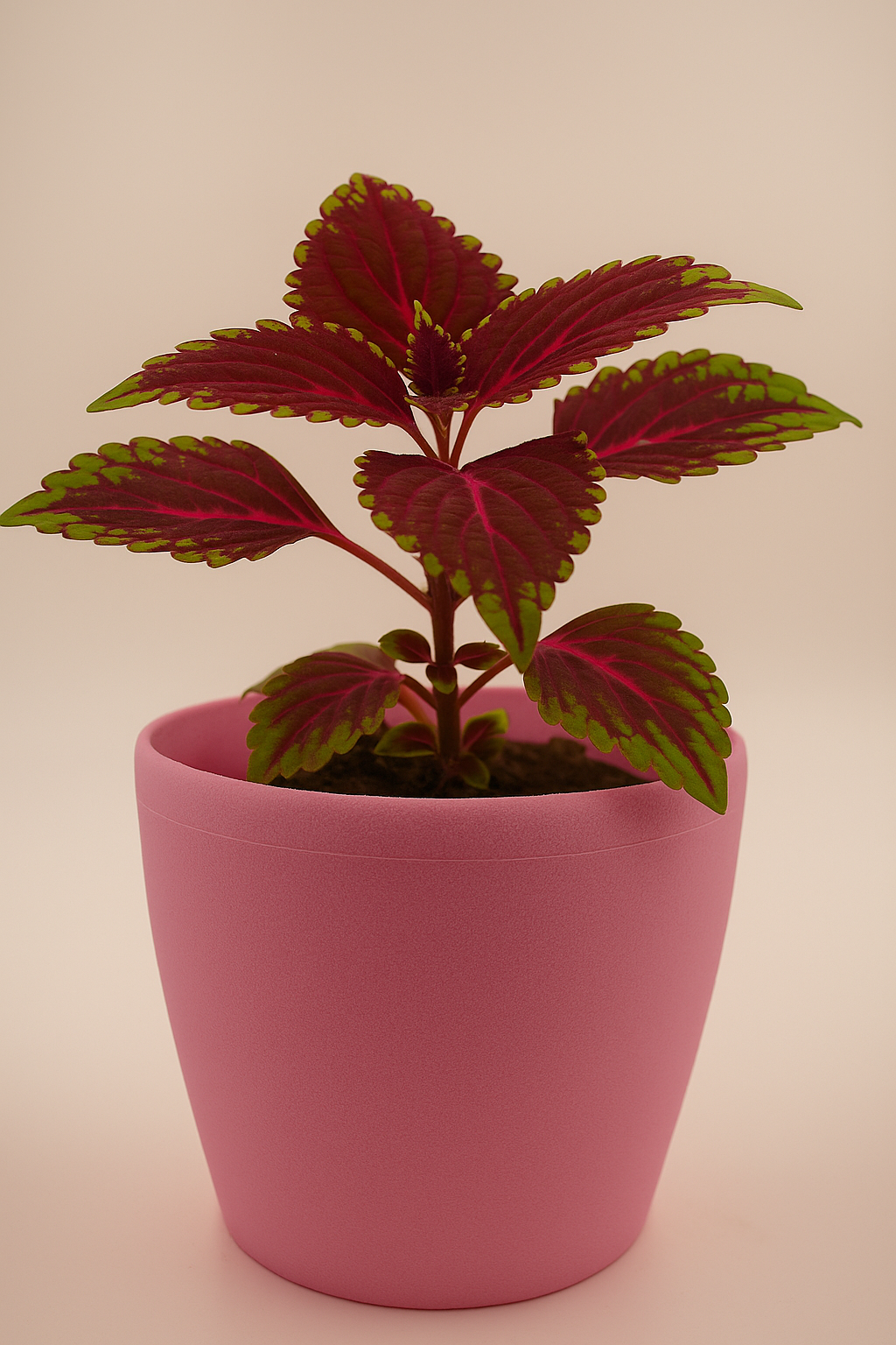 Plantkind Deco Plastic Pots 6inch | Plastic Pots | Pack Of 1
