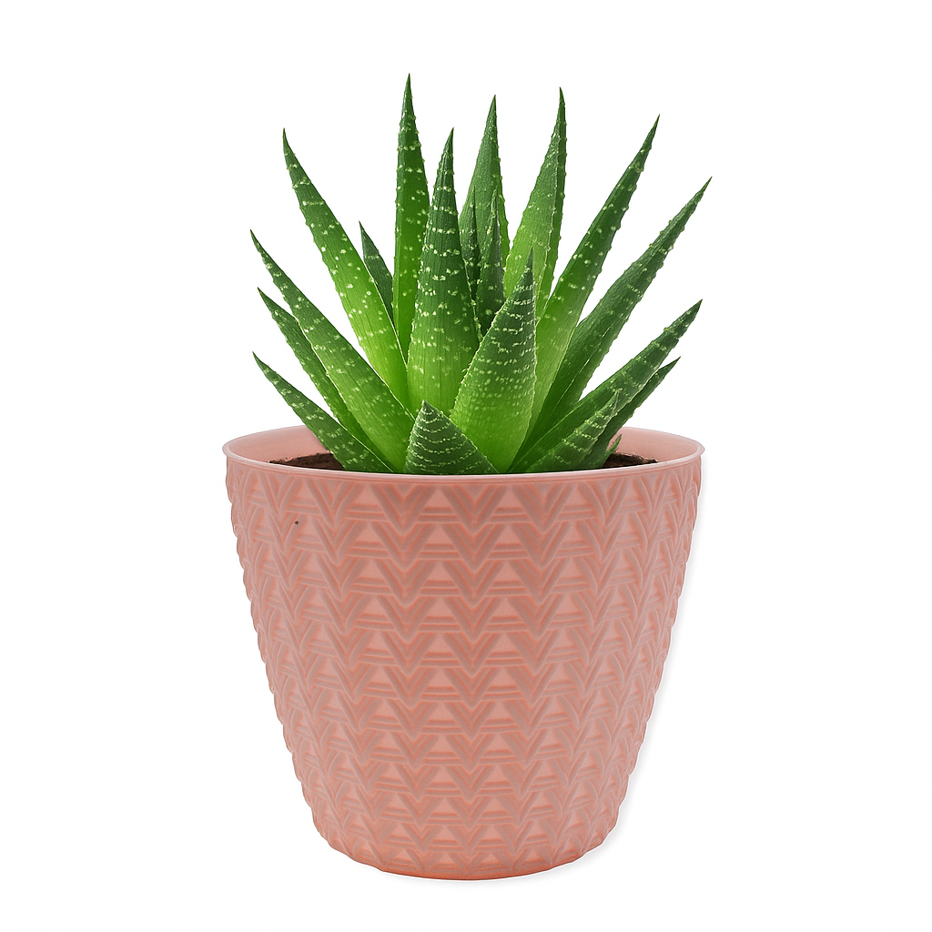 Plantkind Dollar 7 Plastic Pots 7 Inch | Plastic Pot | Pack of 1