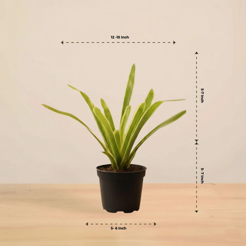 Chlorophytum Spider Plant |Low Maintenance Plant | Indoor Plant | 1 Live Plant | Medium