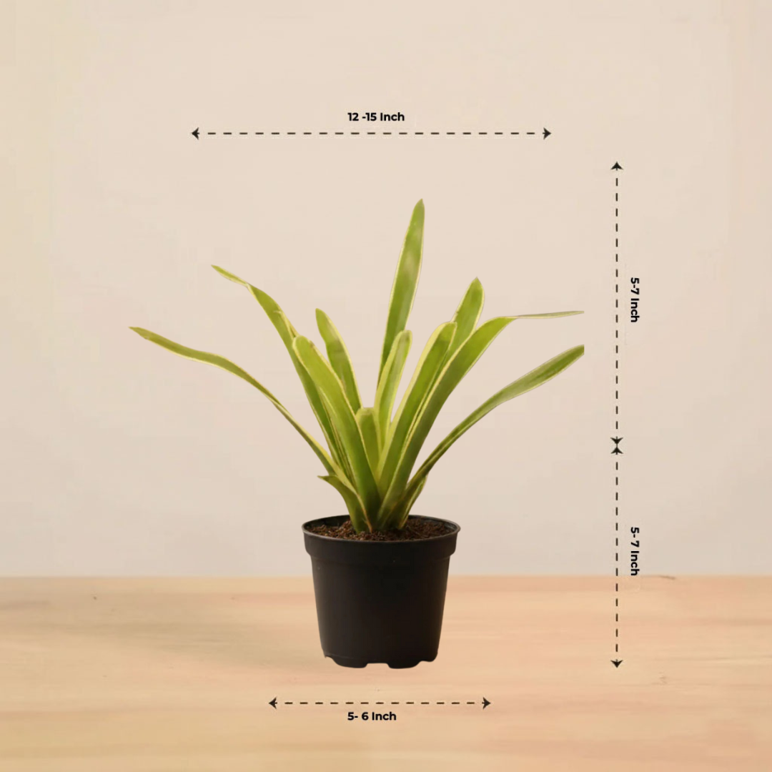 Chlorophytum Spider Plant |Low Maintenance Plant | Indoor Plant | 1 Live Plant | Medium