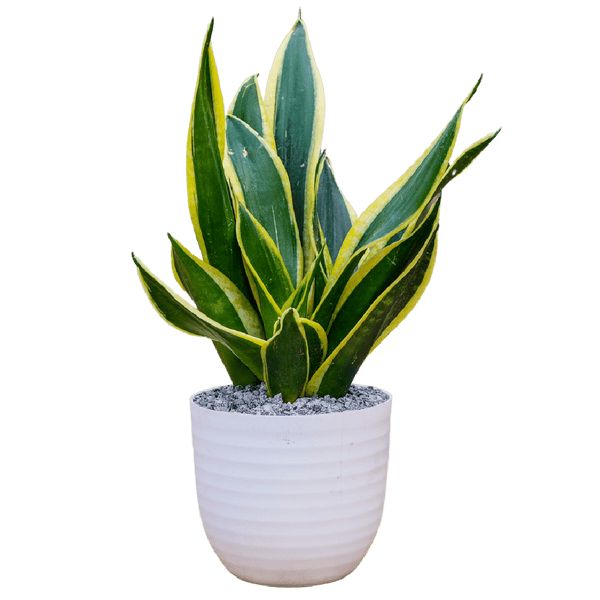 Sansevieria Gold Flame Snake Plant