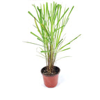 Lemon Grass | Evergreen perennial herb | Pack of 1