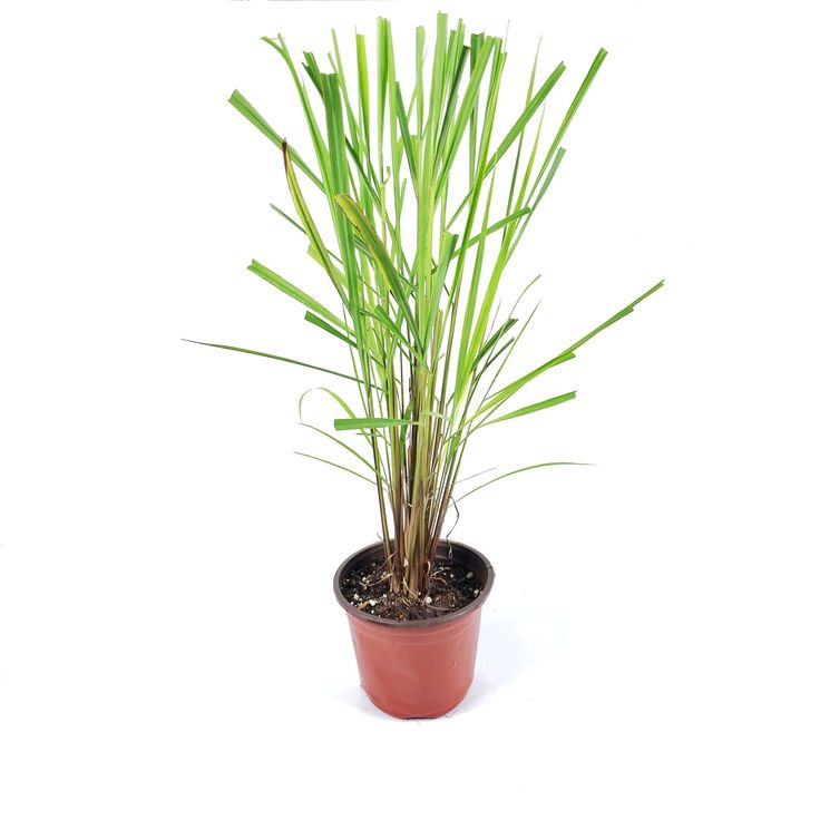 Lemon Grass | Evergreen perennial herb | Pack of 1