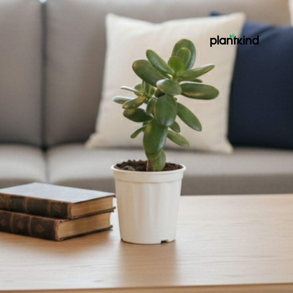 Crassula Ovata Plant | Succulent Plant | Indoor Plant | 1 Live Plant