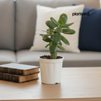 Crassula Ovata Plant | Succulent Plant | Indoor Plant | 1 Live Plant
