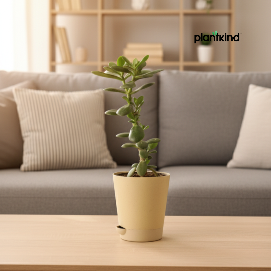 Crassula Ovata Plant | Succulent Plant | Indoor Plant | 1 Live Plant