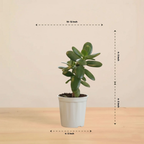 Crassula Ovata Plant | Succulent Plant | Indoor Plant | 1 Live Plant
