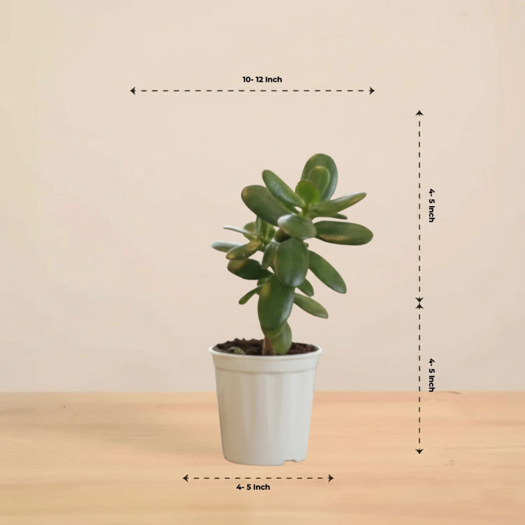 Crassula Ovata Plant | Succulent Plant | Indoor Plant | 1 Live Plant