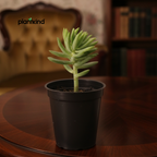 Crassula Tetragona Plant | Succulent Plant | 1 Live Plant