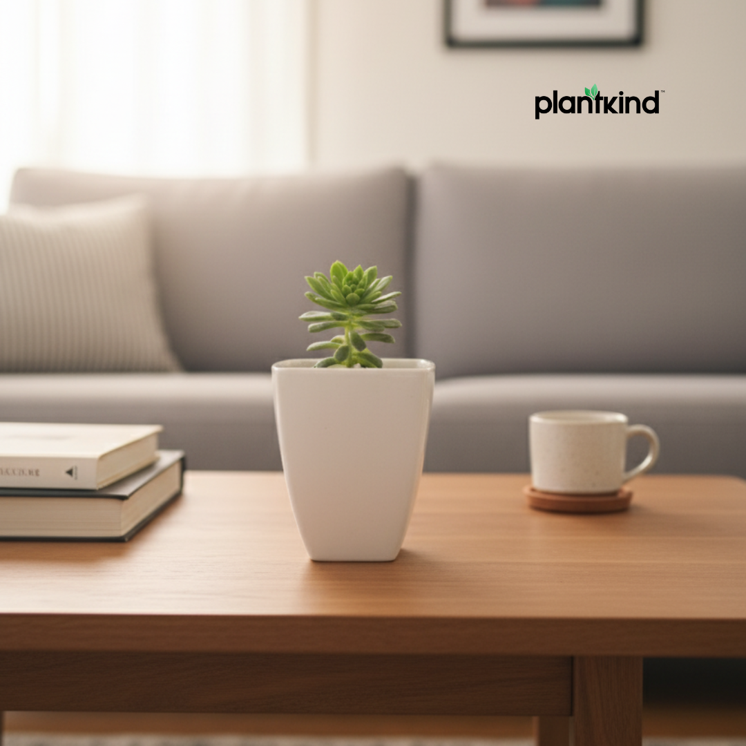 Crassula Tetragona Plant | Succulent Plant | 1 Live Plant