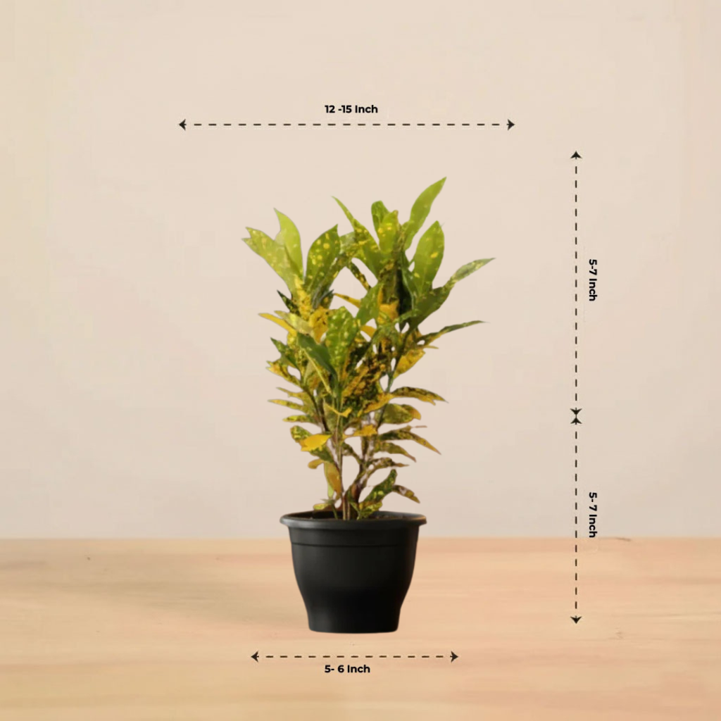 Croton Codiaeum Variegatum Plant |Ornamental Plant| Indoor Plant | Outdoor Plant| 1 Live Plant