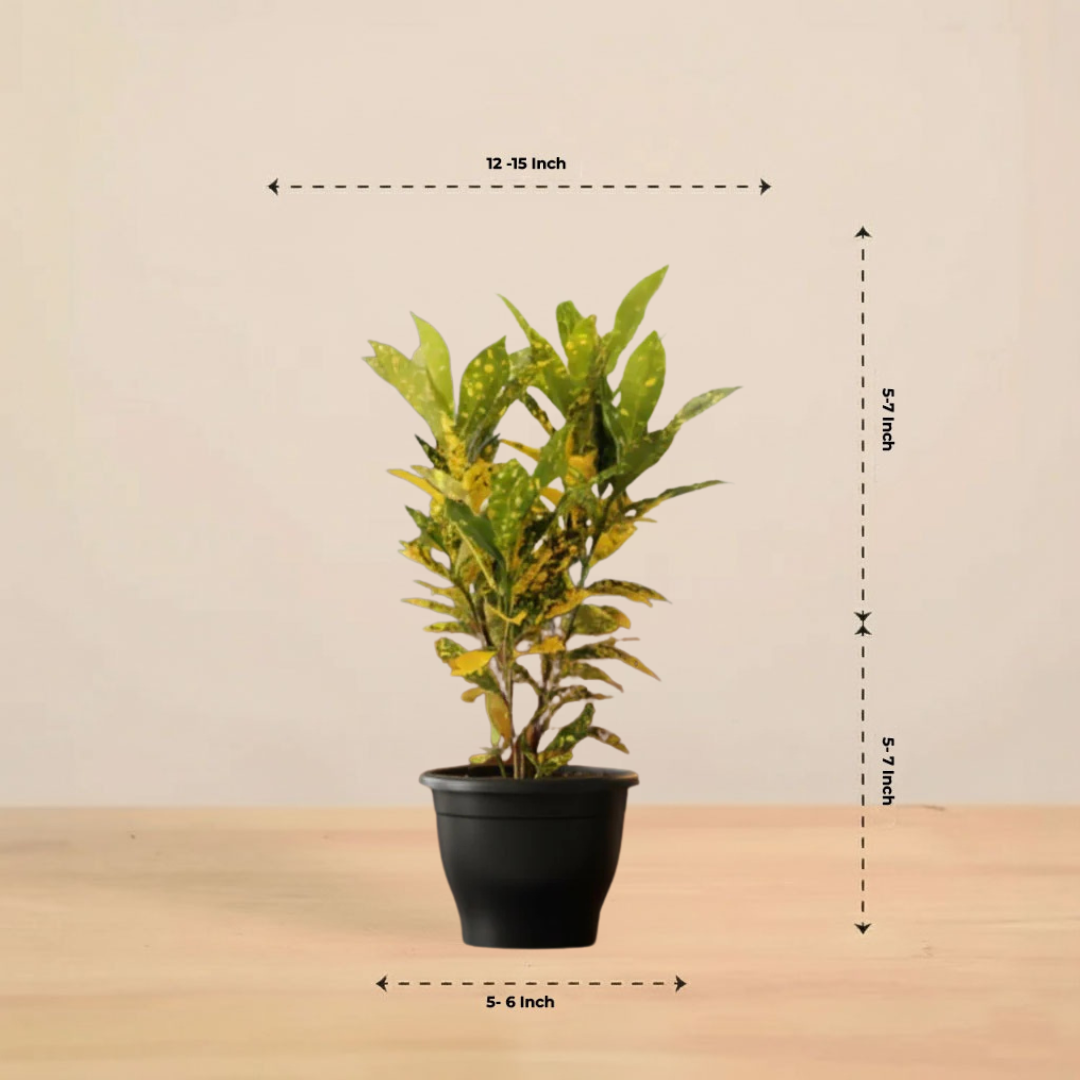 Croton Codiaeum Variegatum Plant |Ornamental Plant| Indoor Plant | Outdoor Plant| 1 Live Plant