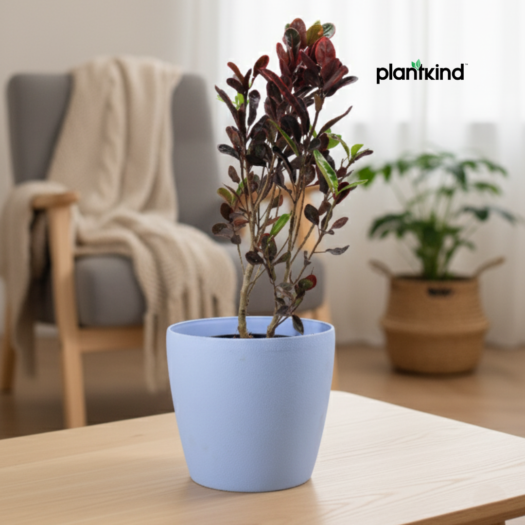 Croton Plant TriColor | Air Purifying Plants | Outdoor  |Indoor  | Live Plants | Large