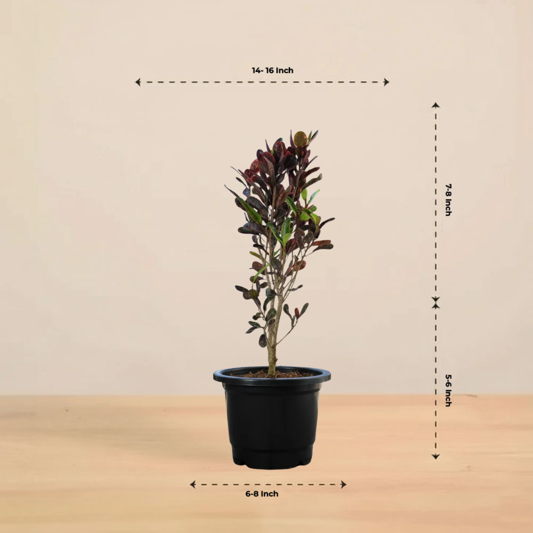 Croton Plant TriColor | Air Purifying Plants | Outdoor  |Indoor  | Live Plants | Large