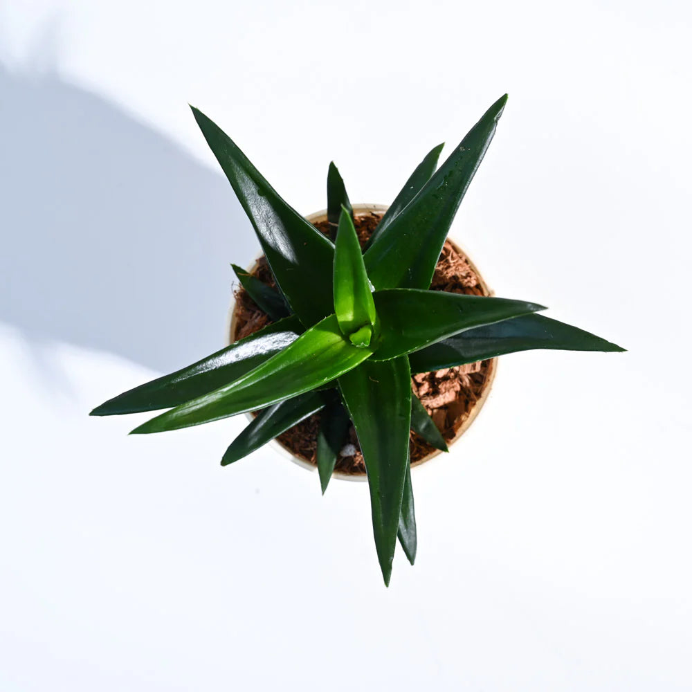 Aloe Vera Mini Plant | Medicinal ANd Ariomatic Plants | 1 Live Plant