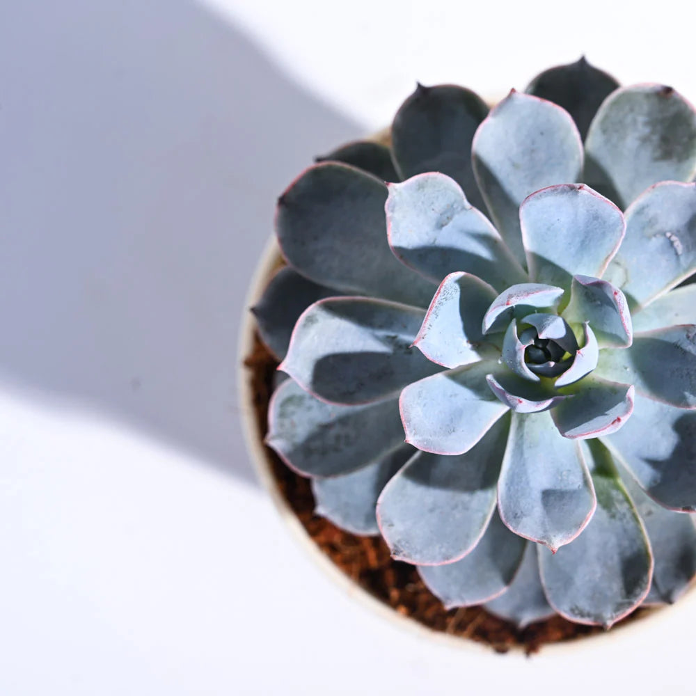 Echeveria Subsesilis Hybrid Silver Plant | Succulent Plant | Indoor Plant | Pack Of 1