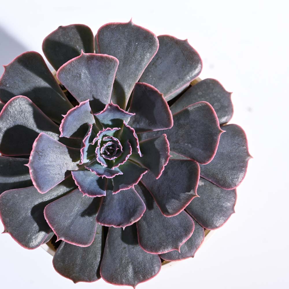 Echeveria Hybrid Plant | Indoor Plant | Pack Of 1