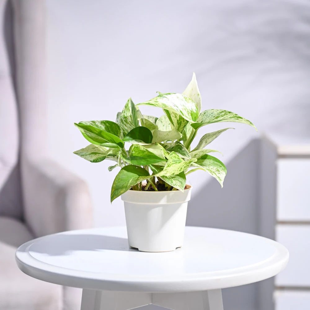 Marble Money Plant| Live Plants |Indoor| outdoor Plant Pack of 1