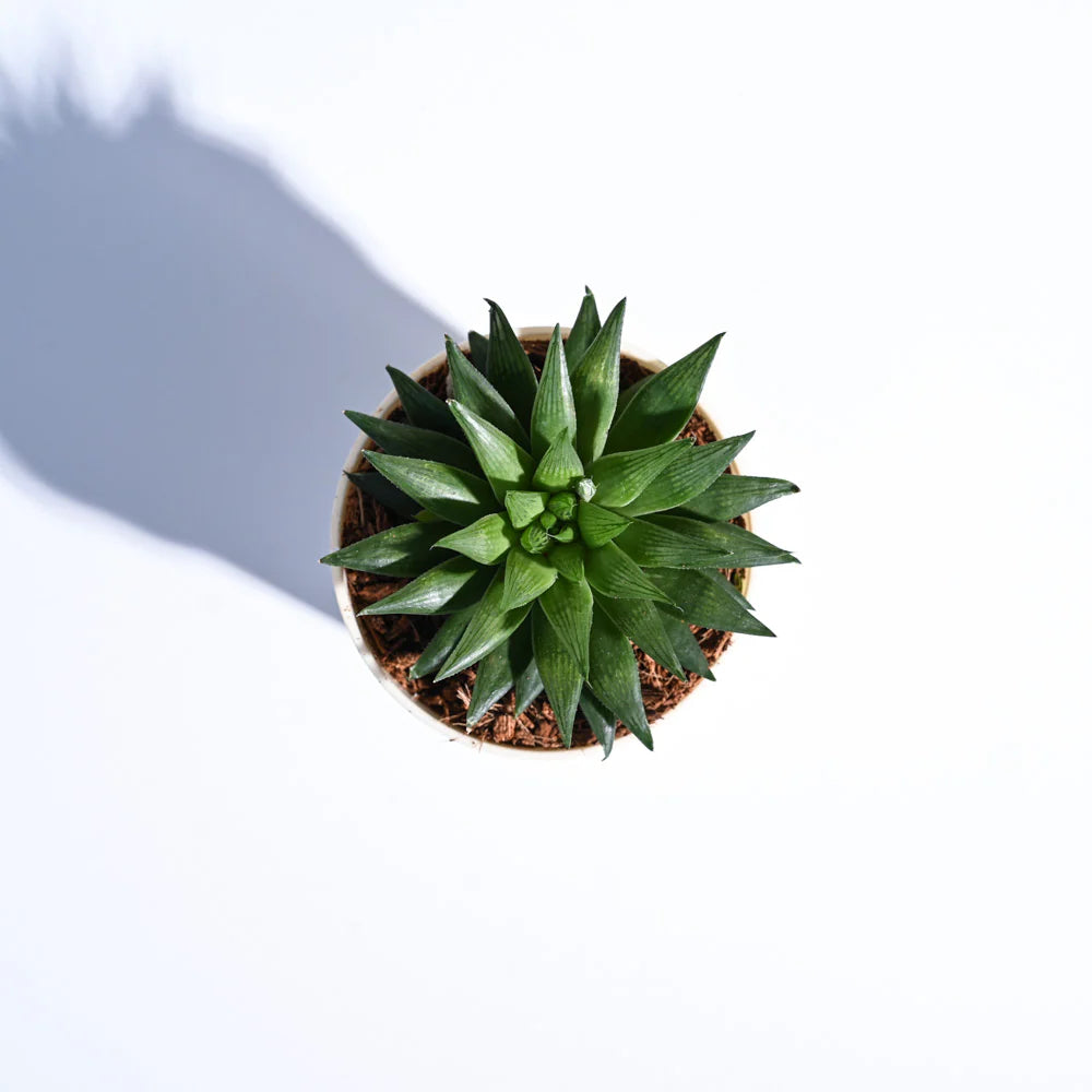 Haworthia Turgida | Succulent Plants | Indoor Plants | 1 Live Plant