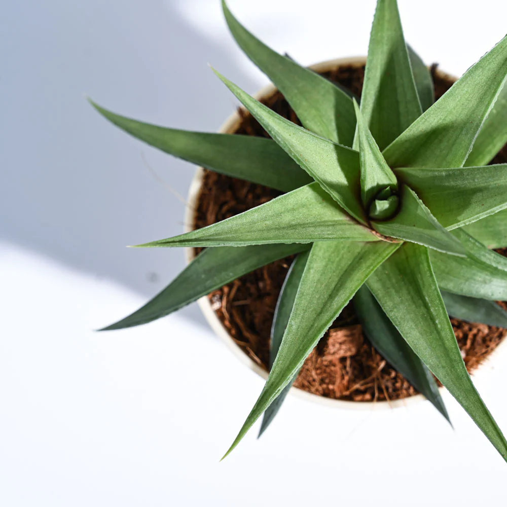 Haworthia Limifolia var. Ubomboensis | Succulent Plants | Indoor Plants | 1 Live Plant