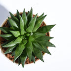 Haworthia Turgida | Succulent Plants | Indoor Plants | 1 Live Plant