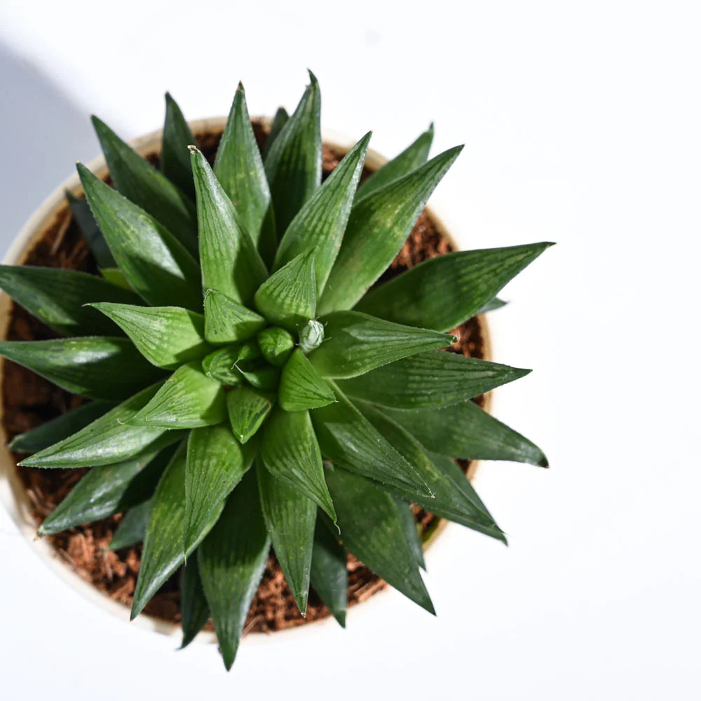 Haworthia Turgida | Succulent Plants | Indoor Plants | 1 Live Plant